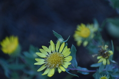 Grindelia hirsutula