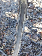 Peniocereus johnstonii