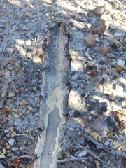 Peniocereus johnstonii