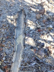 Peniocereus johnstonii