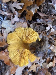 Omphalotus subilludens