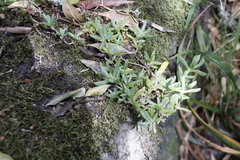 Lampranthus falciformis