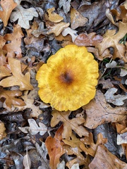 Omphalotus subilludens