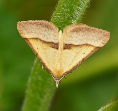 Anachloris subochraria