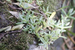 Lampranthus falciformis