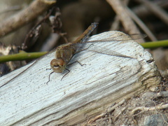 Sympetrum striolatum
