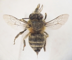 Anthophora crinipes
