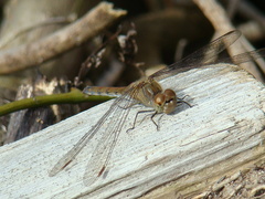 Sympetrum striolatum