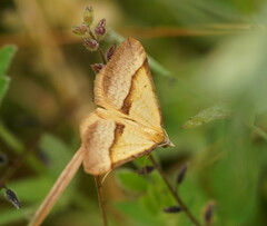 Anachloris subochraria