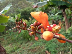 Erythrina fusca