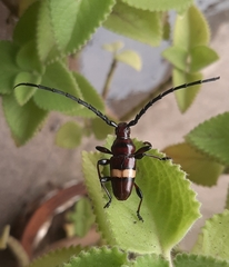 Lissonotus flavocinctus