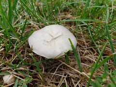 Agaricus braendlei