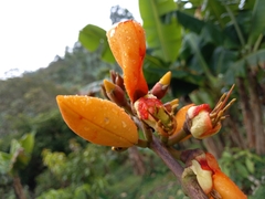 Erythrina fusca