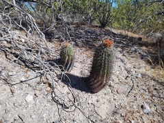 Ferocactus townsendianus