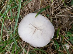 Agaricus braendlei