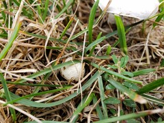 Agaricus braendlei