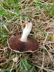 Agaricus braendlei