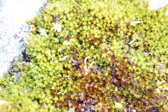 Hypnum cupressiforme