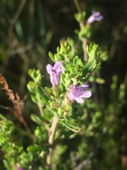 Clinopodium chilense