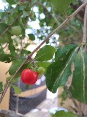 Malpighia emarginata