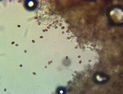 Agaricus braendlei