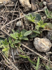 Lupinus texensis