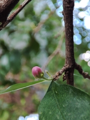 Malpighia emarginata