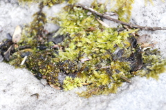 Hypnum cupressiforme