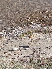 Gallinago magellanica