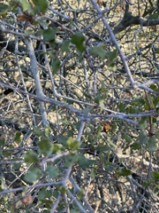 Quercus dumosa