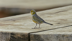 Serinus canaria canaria