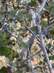 Quercus dumosa