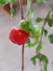 Malpighia emarginata