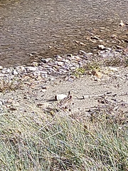 Gallinago magellanica