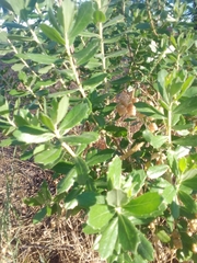Baccharis dracunculifolia