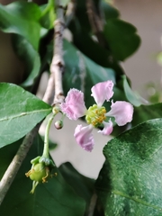 Malpighia emarginata