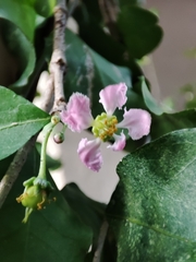 Malpighia emarginata