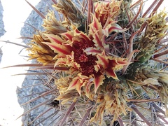Ferocactus townsendianus