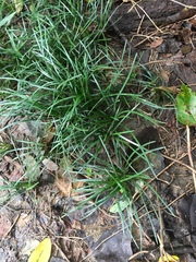 Ophiopogoneae