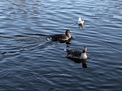 Anser anser anser