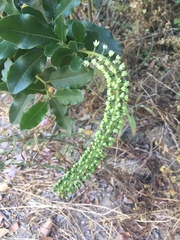 Escallonia pulverulenta