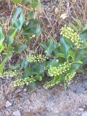 Escallonia pulverulenta