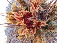 Ferocactus townsendianus