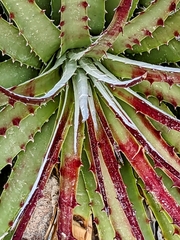 Hechtia texensis