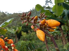 Erythrina fusca