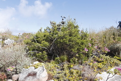 Widdringtonia nodiflora