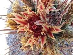 Ferocactus townsendianus