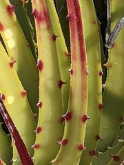 Hechtia texensis