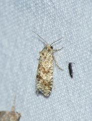 Aethes williana