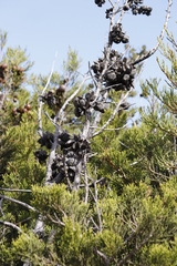 Widdringtonia nodiflora